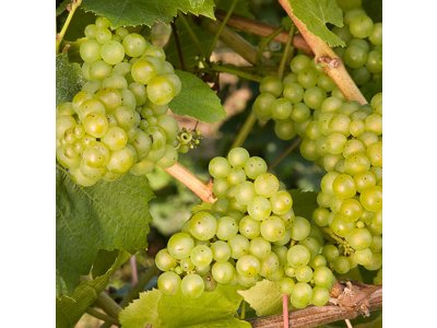 Vitis vinifera ´Lakemont´ - seedless white variety