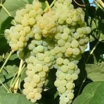 Vitis vinifera ´Lakemont´ - seedless white variety