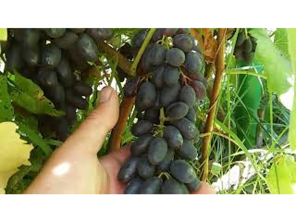 Vitis vinifera ´Joy seedless´ - seedless blue vine