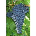 Vitis vinifera ´Joy seedless´ - seedless blue vine