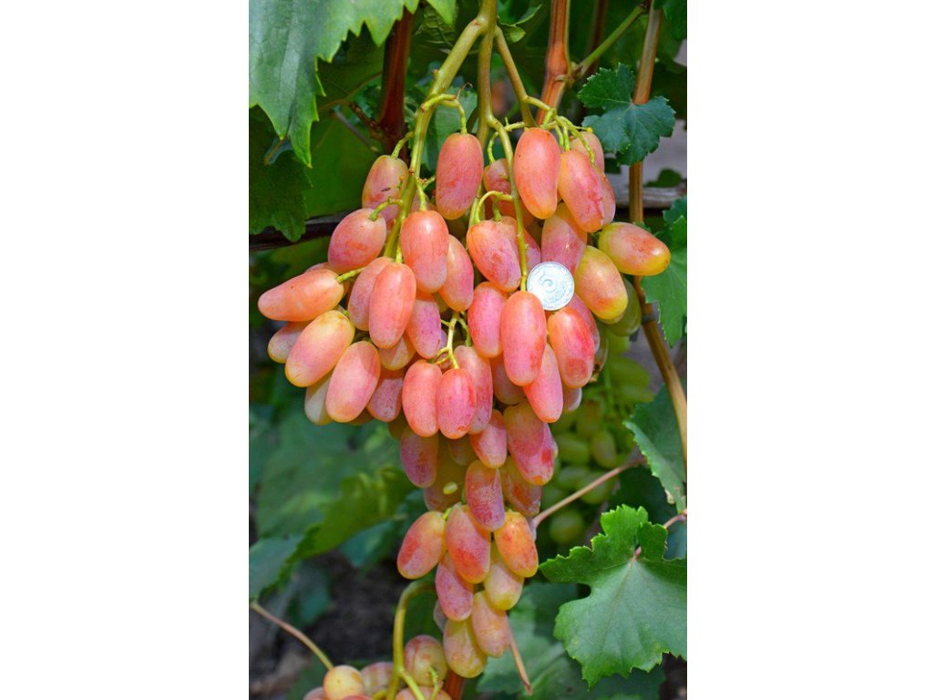 Vitis vinifera ´Preobraženie´ - large-fruited pink variety