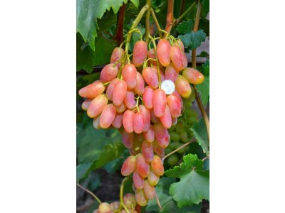 Vitis vinifera ´Preobraženie´ - large-fruited pink variety