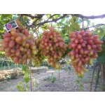 Vitis vinifera ´Preobraženie´ - large-fruited pink variety
