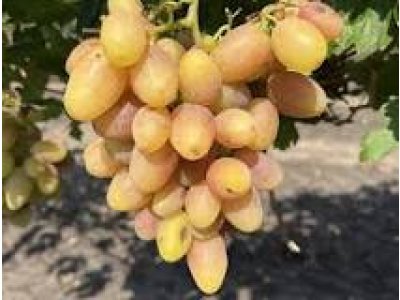 Vitis vinifera ´Katrusja Kachovskaja´ - large-fruited pink variety .