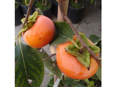 Diospyros x hybrida ´Dar Sofievka´ - hardy persimmon/ diospyros lotus /SUMMER 2026/
