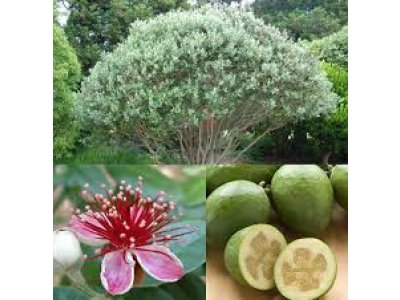 Feijoa sellowiana - feijoa