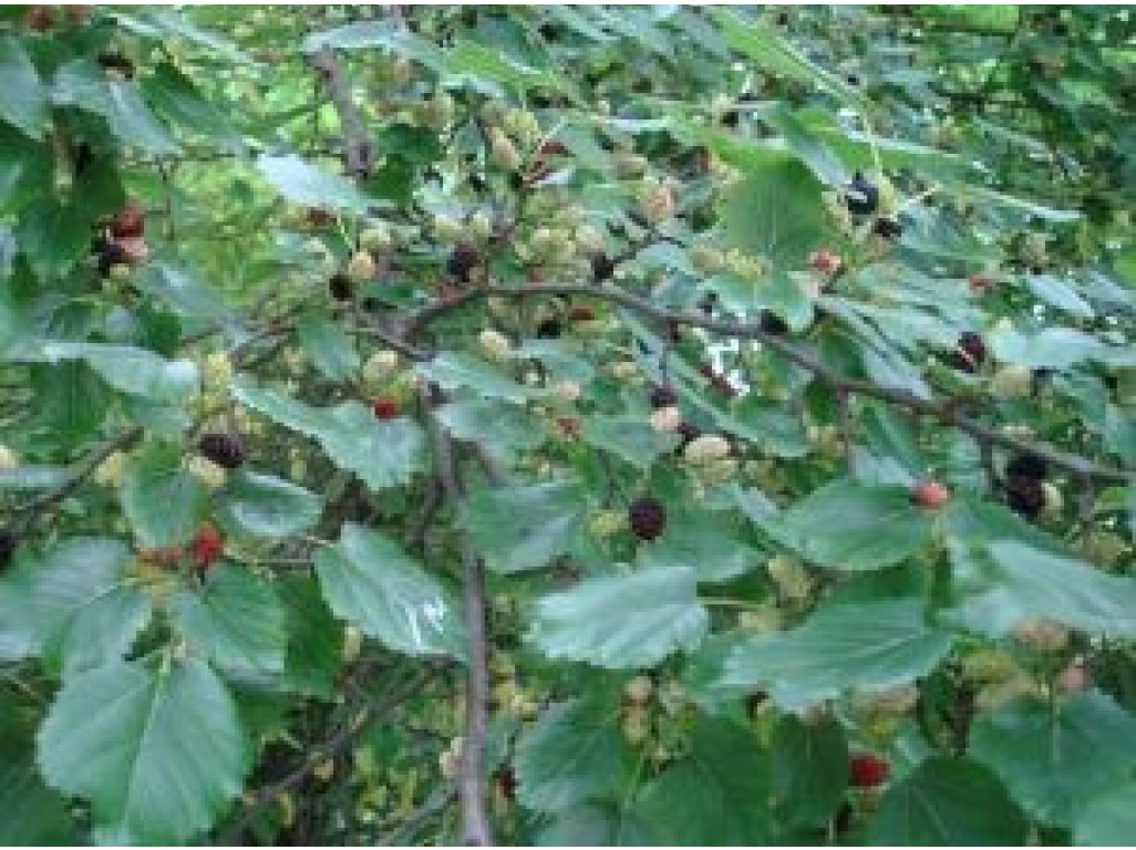 Morus 'Illinois Everbearing' - mulberry