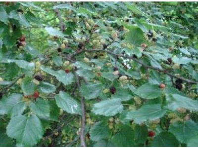 Morus 'Illinois Everbearing' - mulberry