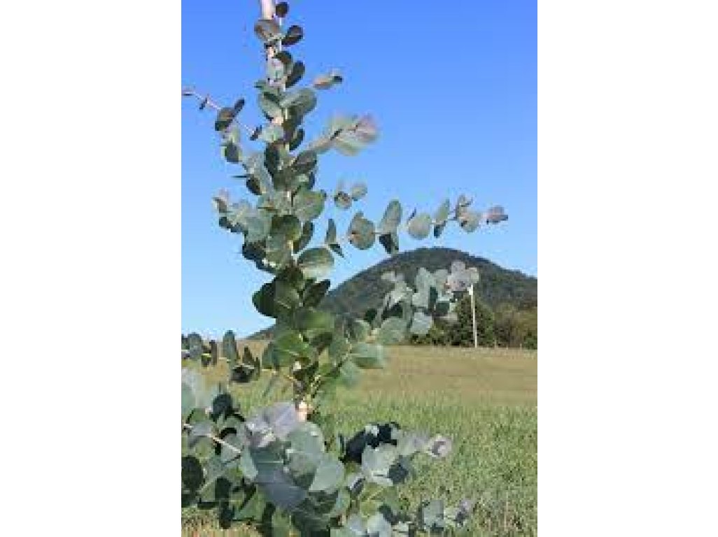 Eucalyptus neglecta - Omeo round leaved gum