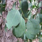 Eucalyptus neglecta - Omeo round leaved gum