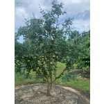 Eucalyptus neglecta - Omeo round leaved gum