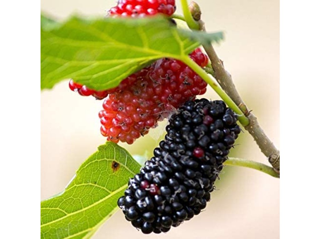 Morus nigra ´Wellington´ - black mulberry
