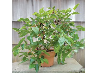 Morus ´Gerardii´s Dwarf´ - a dwarf variety