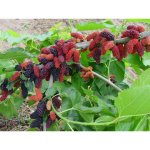 Morus ´Gerardii´s Dwarf´ - a dwarf variety