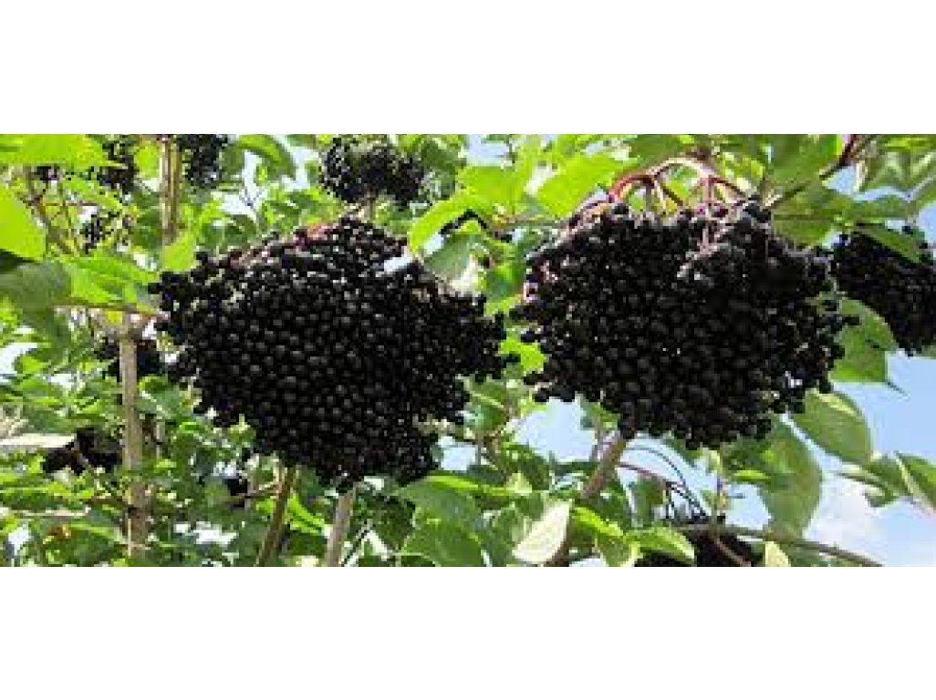 Sambucus nigra 'Haschberg' - black elder fruit variety