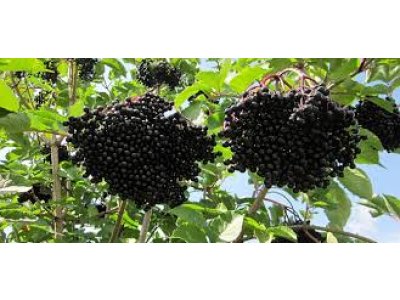 Sambucus nigra 'Haschberg' - black elder fruit variety