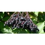 Sambucus nigra 'Haschberg' - black elder fruit variety