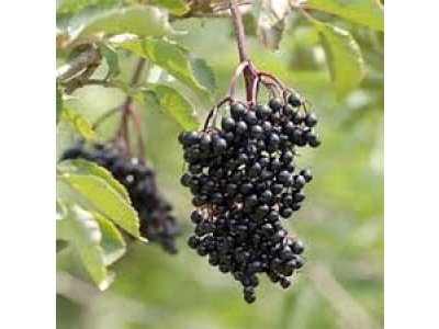 Sambucus nigra 'Samyl' - black elder fruit variety