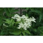 Sambucus nigra 'Samyl' - black elder fruit variety