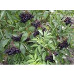 Sambucus nigra 'Samyl' - black elder fruit variety