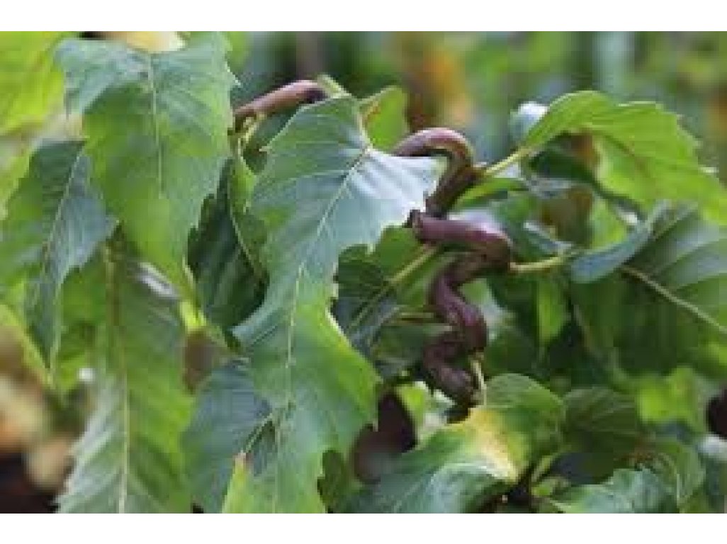 Castanea sativa ´Vincent van Gogh´ - sweet chestnut dwarf variety