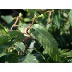 Castanea sativa ´Vincent van Gogh´ - sweet chestnut dwarf variety