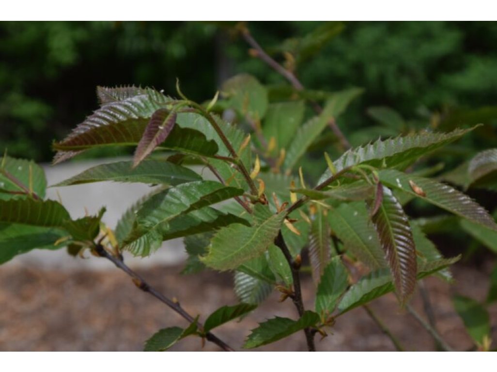 Castanea sativa ´Anny´s Summer Red´ - sweet chestnut