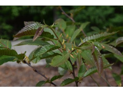 Castanea sativa ´Anny´s Summer Red´ - sweet chestnut