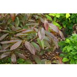 Castanea sativa ´Anny´s Summer Red´ - sweet chestnut