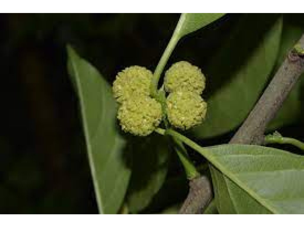 Cudrania tricuspidata ´Male´ HU - cudrang, che