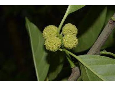 Cudrania tricuspidata ´Male´ HU - cudrang, che