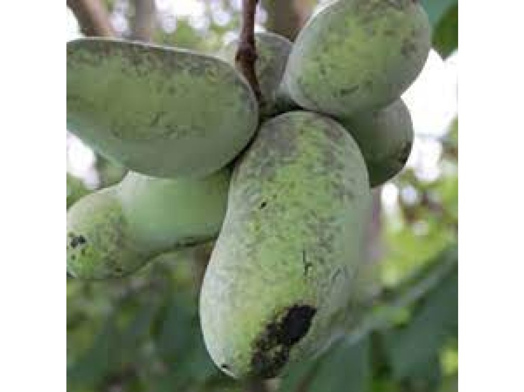 Asimina triloba ´Ruby Keenan´ - paw-paw (indian banane) NEWS