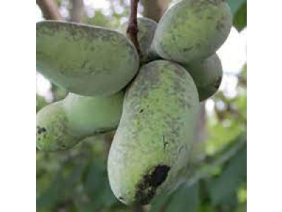 Asimina triloba ´Ruby Keenan´ - paw-paw (indian banane) NEWS