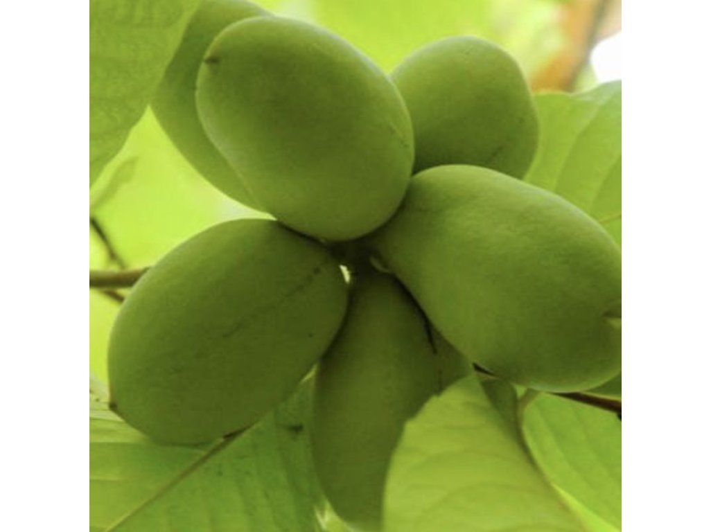 Asimina triloba cv. 'Taytwoo' - paw-paw (indian banane)