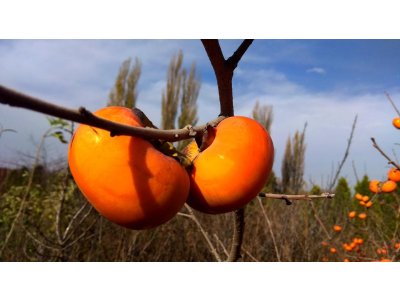 Diospyros x hybrida ´NBT´ - hardy persimmon/ diospyros lotus