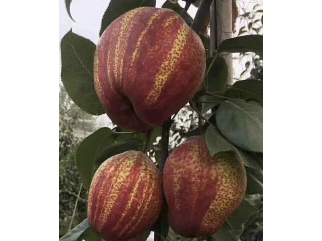 Pyrus pyrifolia 'Yu Hong' syn. ´Red Stripped´ - MEGA NEW