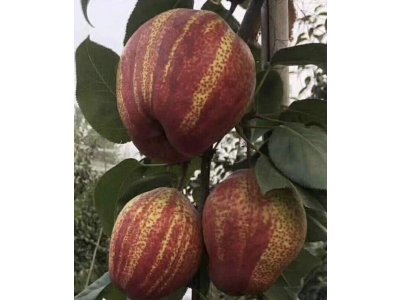 Pyrus pyrifolia 'Yu Hong' syn. ´Red Stripped´ - MEGA NEW