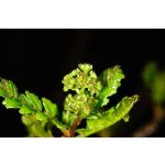 Zanthoxylum piperitum - Szechuan pepper