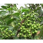 Zanthoxylum piperitum - Szechuan pepper