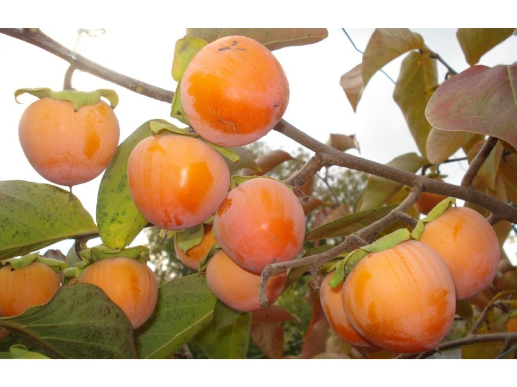 Diospyros x hybrida ´Kassandra´ - hardy persimmon