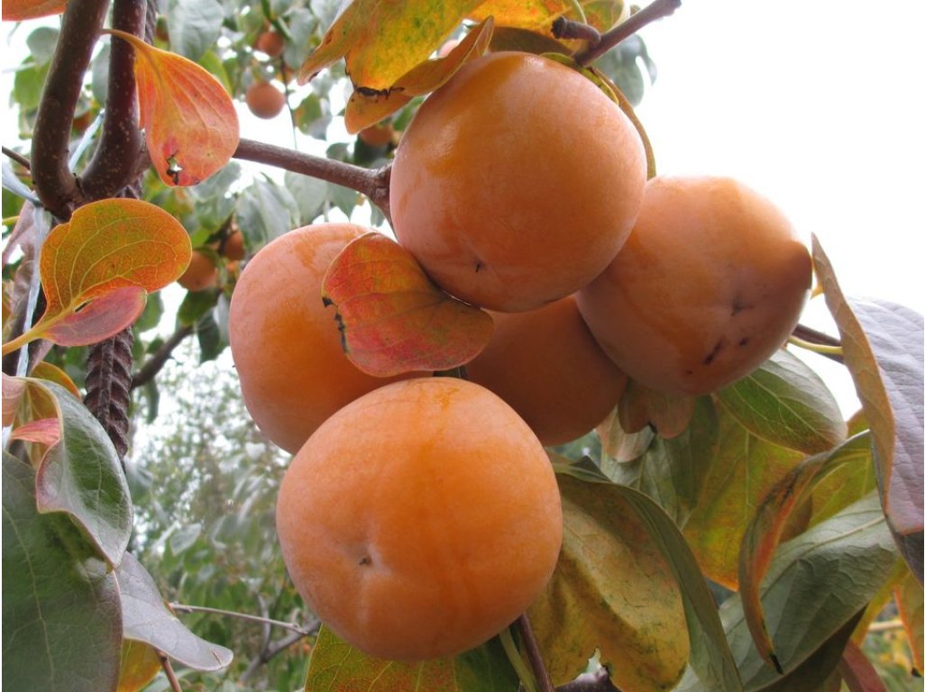 Diospyros x hybrida ´Pamyat Chernyaeva´ = ´Memory of Chernayeva´ - hardy persimmon /SUMMER 2026/