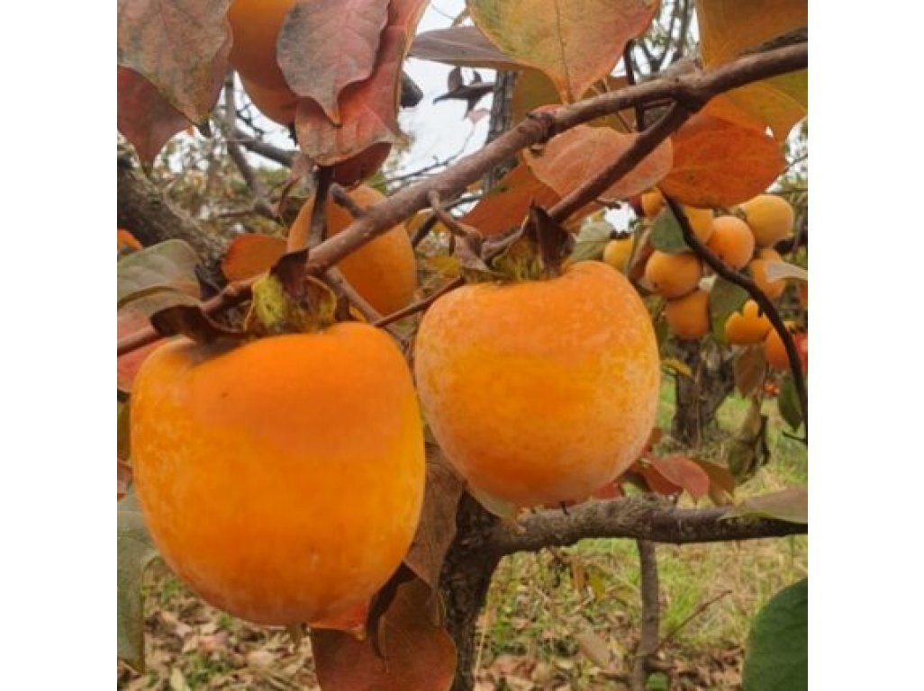 Diospyros kaki ´Lohot Swamp´ - hardy japanese persimmon /SUMMER 2026/