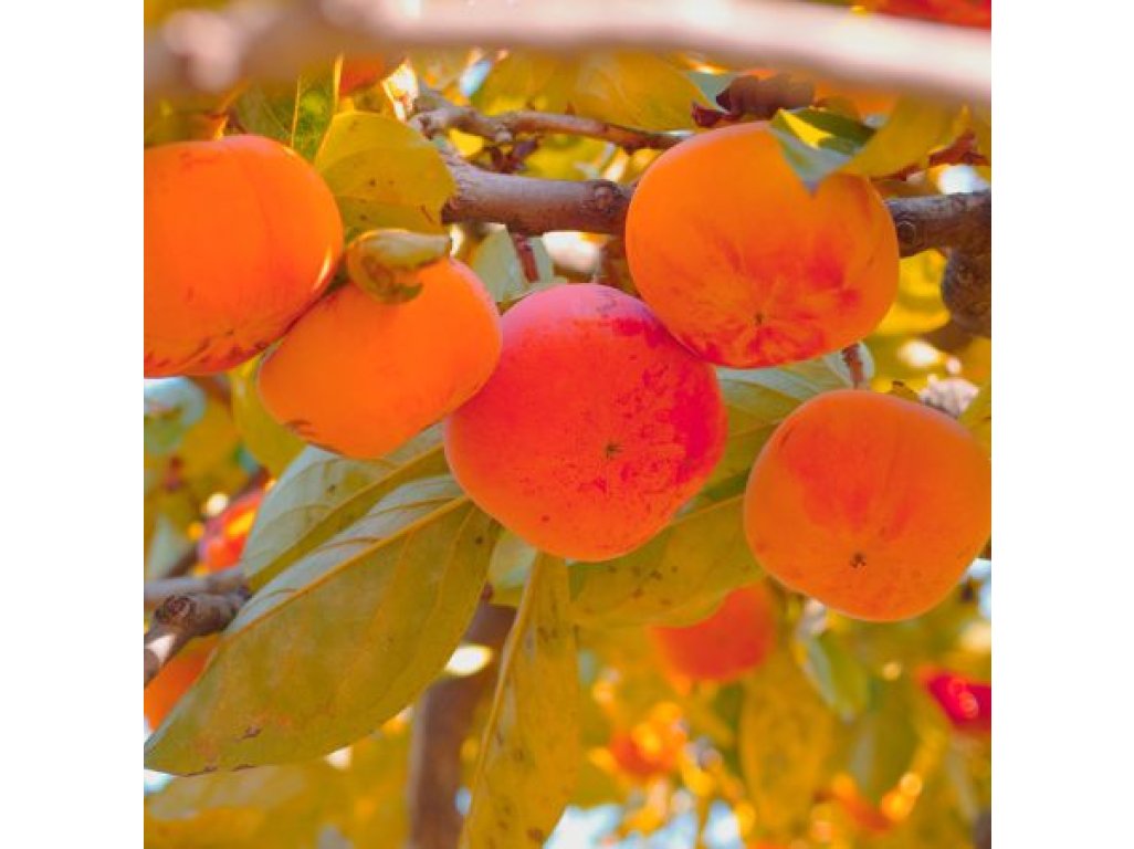 Diospyros kaki ´Honan Red´ - japanese persimmon /SUMMER 2026/