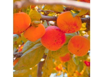 Diospyros kaki ´Honan Red´ - japanese persimmon /SUMMER 2026/