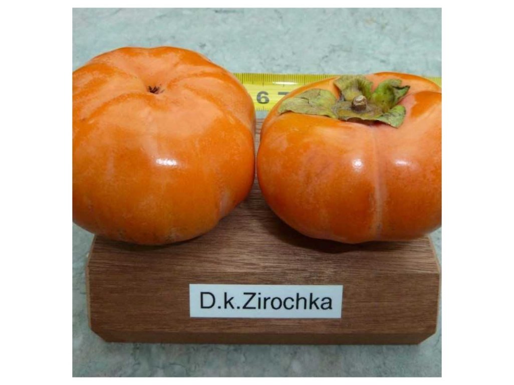 Diospyros kaki ´Zirochka´ - hardy japanese persimmon