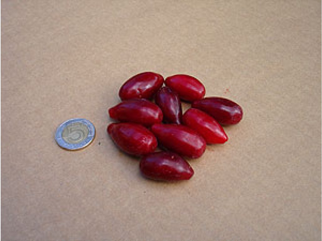 Cornus mas ´Elegantnyj´ - big fruit Cornelian Cherry