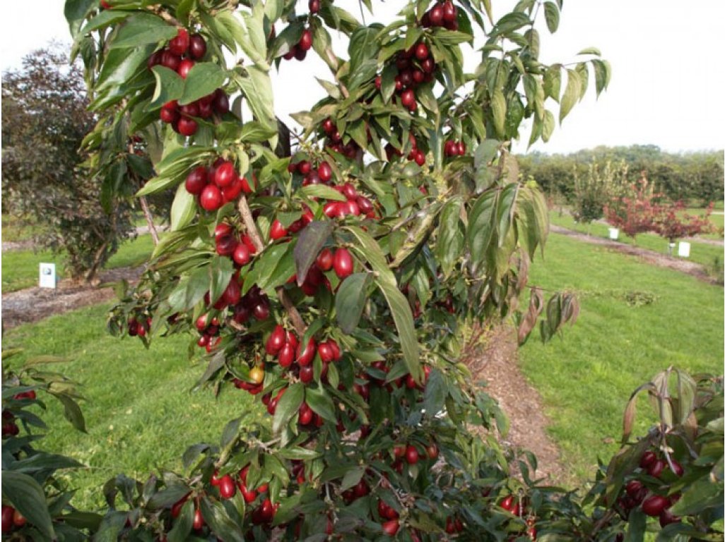 Cornus mas ´Florianka´ - big fruit Cornelian Cherry
