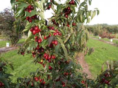 Cornus mas ´Florianka´ - big fruit Cornelian Cherry