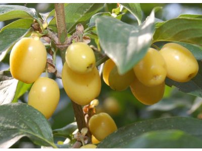 Cornus mas ´Lutea´ - big fruit Cornelian Cherry