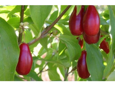 Cornus mas ´Maxim´ - big fruit Cornelian Cherry